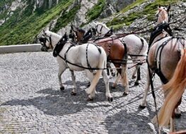 022 - auf der legendären tremola